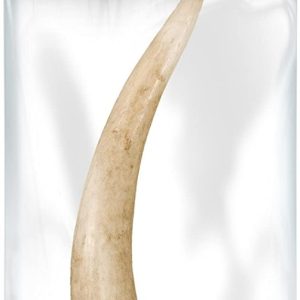 BIG SKY: Whole Medium Antler Chews For Dogs, 1 ea